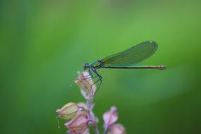 Dragonfly Macro Insect