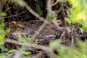 Blackbird Nest Bird'S