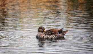 colored duck in the lake