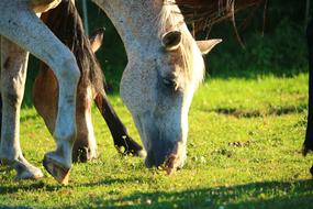 Horse Pasture Mold Thoroughbred