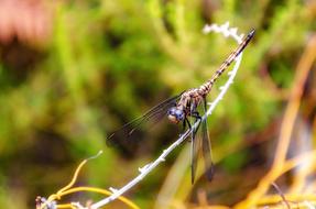 Dragonfly Insect Wings