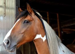 Horse Andalusian Quater