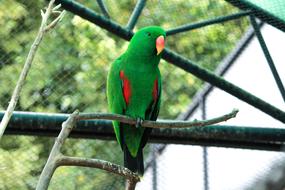 Parrot Bird Animals