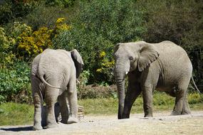 Elephant Mammal Animals