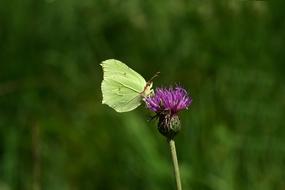 Butterfly Insect Nature
