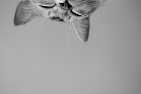 Cat Burmilla Head