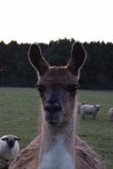 Llama Animal Nature