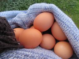 orange eggs in a towel