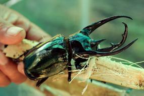 Beetle Stag Insect