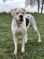 North Zulch Tx Boxer Dog