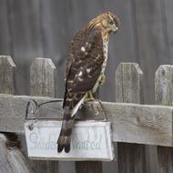 Hawk Gardener Animal
