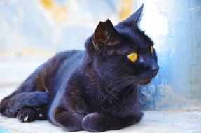 Cat Black Cat'S Eyes