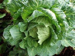 Healthy tasty green cabbage