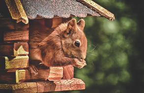Squirrel Cute Animal