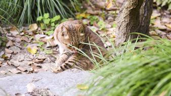 wildcat in a tree