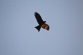 Black Kite Milvus Migrans