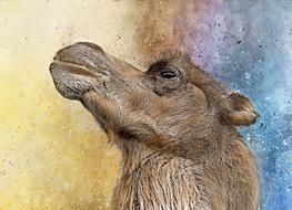 Camel Sahara Animal