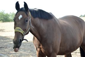 Horse Animal Mare
