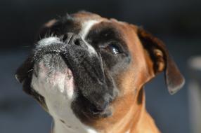 Boxer Dog Pet Royalty