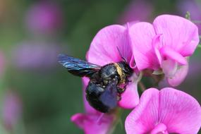 Insect Carpenter bee