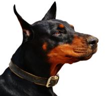 face of a beautiful doberman