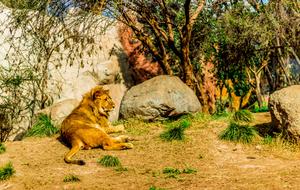 Leon Predator Wild