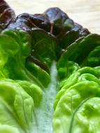 leaf of lettuce