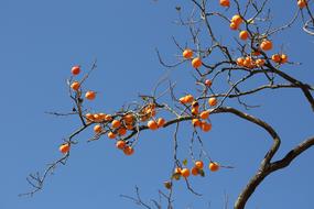 Persimmon Fruit Autumn