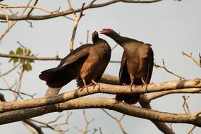 Aracua-Of-The Pantanal Aracua Birds