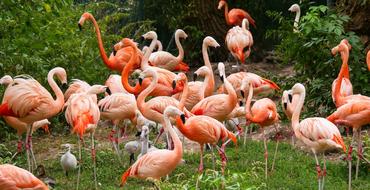 flock of pink flamingos in a pond