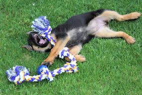 Dog Puppy German Shepherd