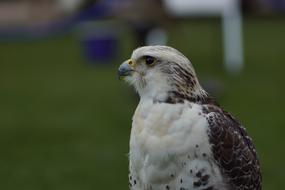 Bird Portrait Head