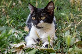Cat Portrait Animals