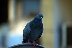 Pigeon Homing Columba Livia