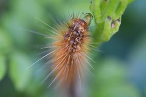 barbed caterpillar on a leaf