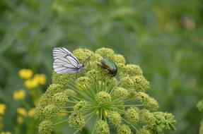 Summer Butterfly Beetle
