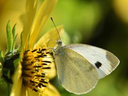 Butterfly White Close