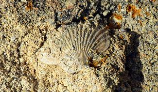 Shell Scallop Sand
