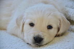 Dog Golden Retriever Puppy Pup