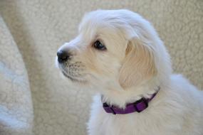 Dog Golden Retriever Puppy Pup