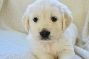 Dog Golden Retriever Puppy Pup