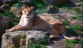 Lioness Female Lion Close Up