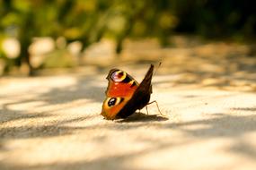 Butterfly Summer
