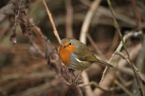 Robin Bird Red