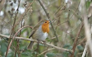 wild little bird on the branches