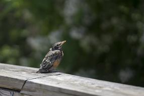 sitting magnificent bird