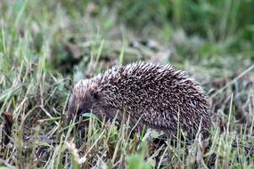 Hedgehog Erinaceus Amurensis Amur