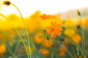 Background Flowers Nature