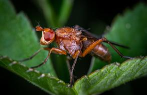 Macro Insect Fly