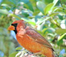 Cardinal Bird in nature